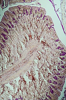 Cross-section through the intestine with glands