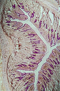 Cross-section through the intestine with glands
