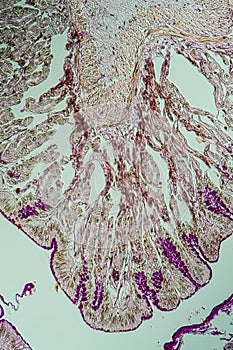 Cross-section through the intestine with glands