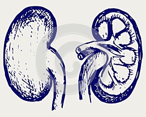 Cross section kidney