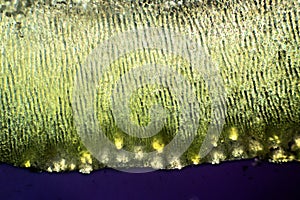 Cross section of knotweed branch cortex at 40x