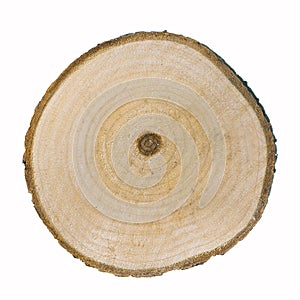 Cross section of larch tree trunk on white background.