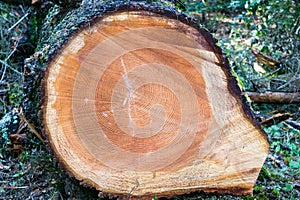 Cross section in a large pine tree, California