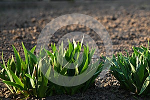 Cross section of lawn showing blades of grass at ground level