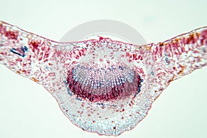 Cross-section leaf Plant of under the microscope.
