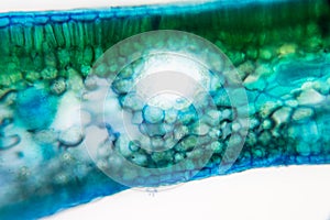 Cross-section leaf Plant of under the microscope.