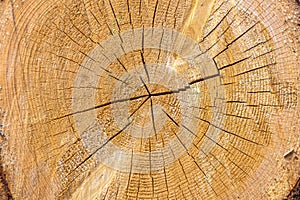 cross section of log with crack, annual rings used for dendrochronology and determining climate in place where tree grow photo