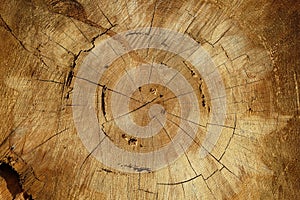 Cross section of log with cracks,rings,rosins