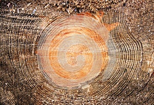 Cross section log texture