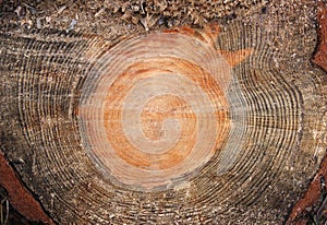 Cross section log texture.