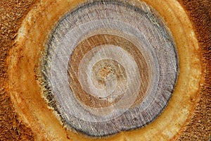 Cross section log texture. Slice of cherry tree. Top view