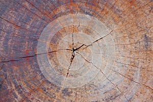 Cross section log texture,wooden backgrounds
