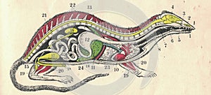 Cross section of mammalian body. Vintage illustration