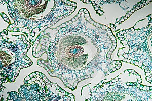 Cross-section of margarite flower,