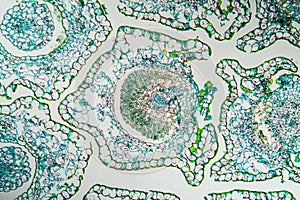 Cross-section of margarite flower, photo