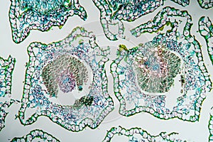 Cross-section of margarite flower,