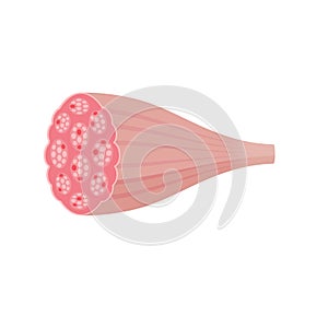 Cross-section of muscle vector illustration  white muscle photo