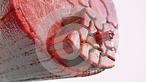 Cross section through a muscle with visible muscle fibers - 3D Rendering photo