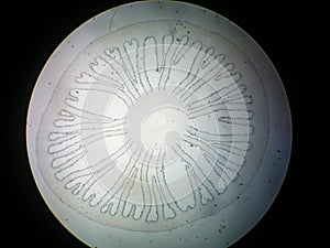 Cross section of mushroom