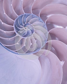 Cross section of a Nautilus shell in pastel colors