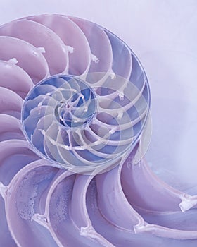 Cross section of a Nautilus shell in pastel colors