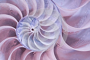 Cross section of a nautilus shell in pastel colors