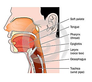 Cross section of nose and throat