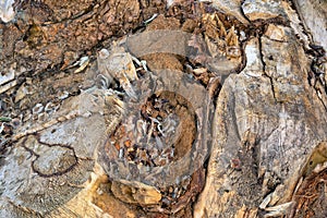 Cross section of old log