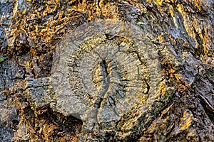 Cross section of old log