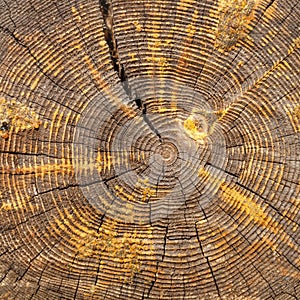Cross section of old oak beam