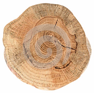 Cross section of old oak tree with cracks and annual rings texture isolated on white