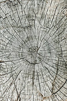 A cross-section of an old oak tree, gray background