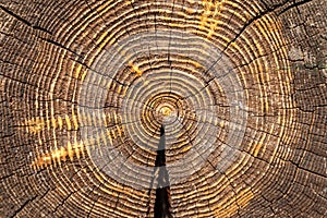 Cross section of old oak trunk