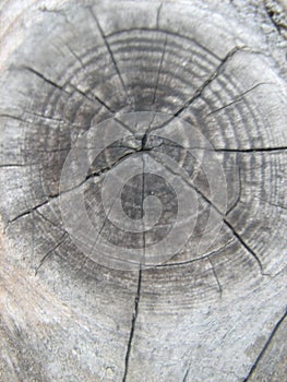 Cross section of old tree