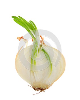 Cross section of an onion gone to seed, sprouting. Isolated