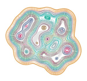 Cross Section Of An Organic Cell With Intracellular Organelles photo