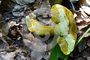 Ornate-stalked Bolete or Goldstalk Mushroom photo