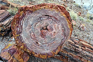 Cross-Section of a Petrified Tree