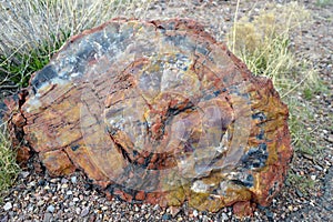 Cross-Section of a Petrified Tree