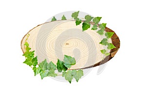 Cross section of pine tree