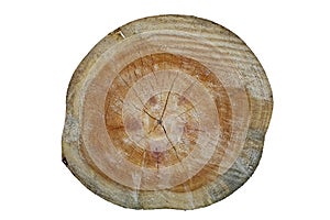 Cross section of a pine trunk. Growth rings and wood grain.