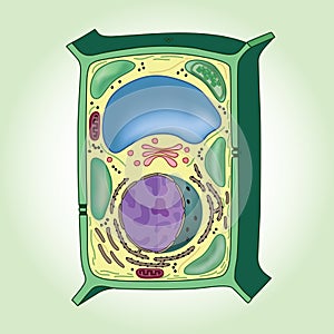Cross-section of plant cell on green background, structure