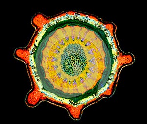Cross section of a plant. Histological specimen