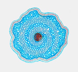 Cross section of a plant. Histological specimen photo