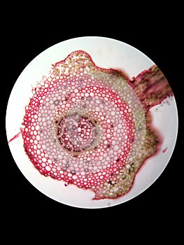 Cross section of plant stem