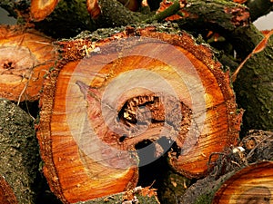 Cross section through plum tree trunk displaying cortex, orange coloured wood and wood grain rings