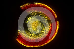 Cross section of a polytrichum seta showing a red sclerodermis photo