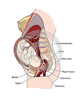 Cross section of pregnant woman