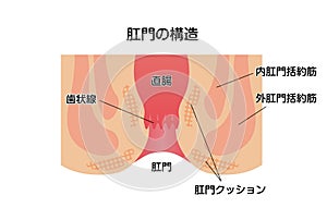 Cross section of rectum and anus / vector illustration Japanese