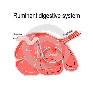 Cross-section of the ruminant stomach